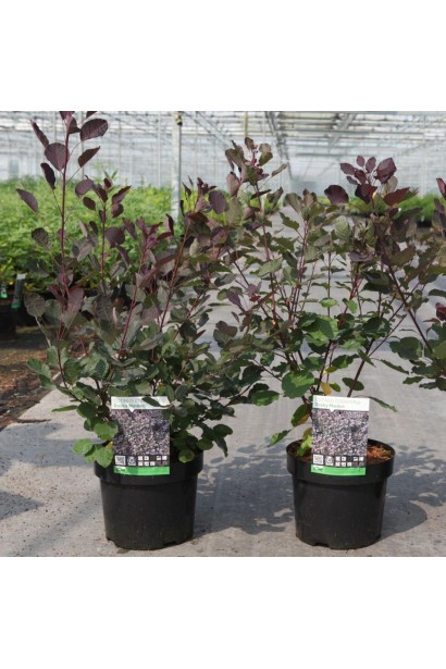 Скумпія Даскі Мейден  в горшку